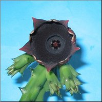 Huernia keniensis  globosa 